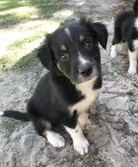 Border-Aussie Dogs for adoption in Montgomery, AL, USA