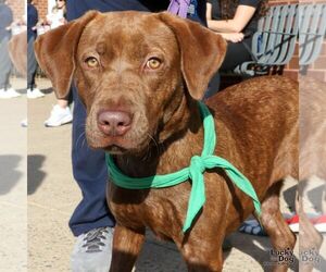 Labrador Retriever-Unknown Mix Dogs for adoption in Washington, DC, USA