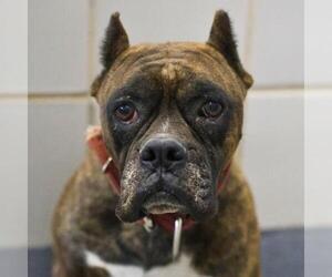 Boxer-Unknown Mix Dogs for adoption in San Antonio, TX, USA