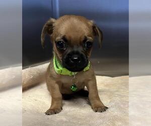 Chug Dogs for adoption in Redlands, CA, USA