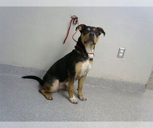 Rottweiler-American Pit Bull Terrier Dogs for adoption in Pasadena, TX, USA