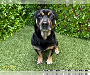 Chiweenie Dogs for adoption in West Palm Beach, FL, USA