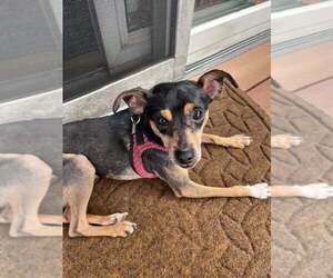 Chihuahua-Unknown Mix Dogs for adoption in New York, NY, USA