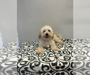 Maltipoo (Miniature) Dogs for adoption in Osgood, IN, USA