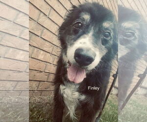 Siberian Husky Dogs for adoption in Cedar Crest, NM, USA