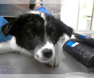 Border Collie Dogs for adoption in Fayetteville, NC, USA