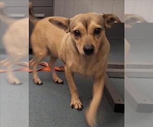 Chiweenie Dogs for adoption in Woodland, CA, USA