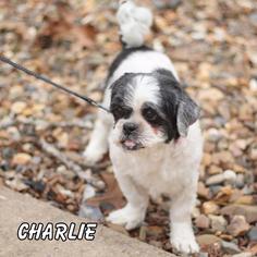 Shih Tzu Dogs for adoption in Hot Springs Village, AR, USA
