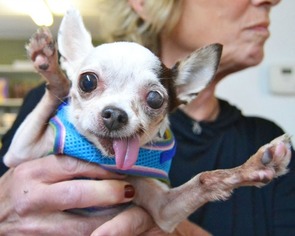 Chihuahua-Unknown Mix Dogs for adoption in Huntington, NY, USA