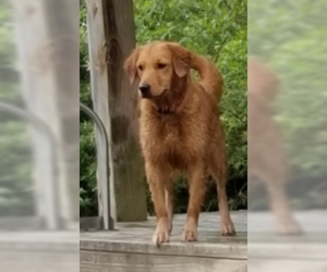 Golden Retriever Dogs for adoption in Cuba, NY, USA