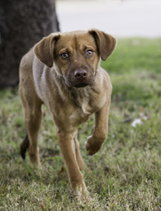Labrador Retriever Dogs for adoption in Royse City, TX, USA