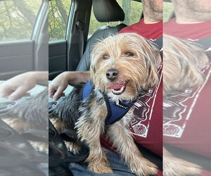 Mutt Dogs for adoption in Candler, NC, USA