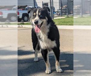Australian Shepherd Dogs for adoption in San Martin, CA, USA
