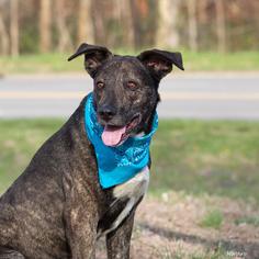 Mutt Dogs for adoption in Ashland, KY, USA