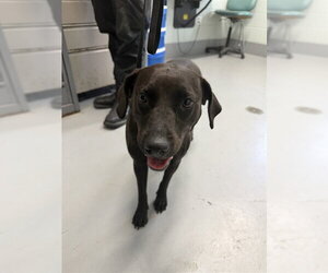Labrador Retriever Dogs for adoption in Corpus Christi, TX, USA