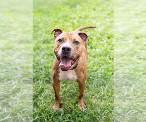 American Pit Bull Terrier-Unknown Mix Dogs for adoption in Crete, IL, USA