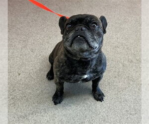 French Bulldog Dogs for adoption in San Bernardino, CA, USA