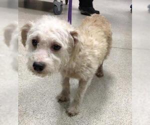 Mutt Dogs for adoption in Riverside, CA, USA