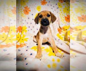 Labrador Retriever-Unknown Mix Dogs for adoption in pomfret, CT, USA