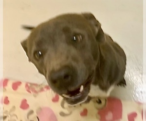 Blue Lacy Dogs for adoption in Pampa, TX, USA
