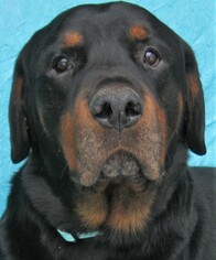 Rottweiler Dogs for adoption in Cuba, NY, USA