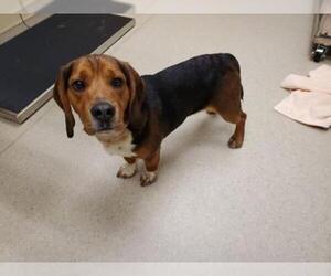 Bagle Hound Dogs for adoption in Clyde, NC, USA