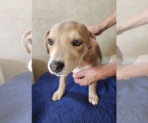 Labrador Retriever-Unknown Mix Dogs for adoption in Amarillo, TX, USA