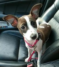 Jack-Rat Terrier Dogs for adoption in Southampton, NY, USA