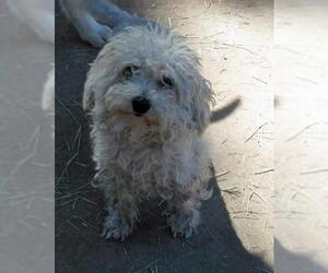 Bichon Frise-Unknown Mix Dogs for adoption in Peralta, NM, USA