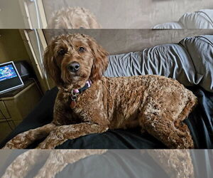 Goldendoodle Dogs for adoption in St. Louis Park, MN, USA