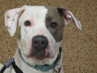 American Pit Bull Terrier Dogs for adoption in Springfield, MA, USA