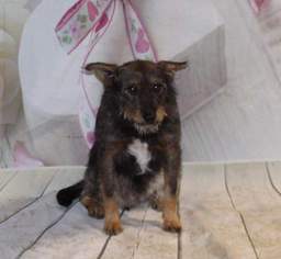 Medium Photo #1 Border Terrier-Unknown Mix Puppy For Sale in Thomasville, NC, USA