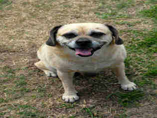 Pug Dogs for adoption in Plano, TX, USA