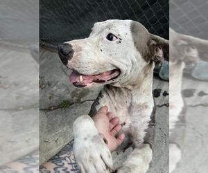 American Staffordshire Terrier-Unknown Mix Dogs for adoption in San Antonio, TX, USA