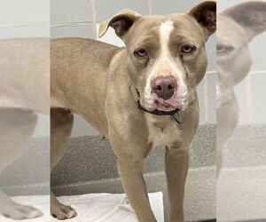 American Pit Bull Terrier-Unknown Mix Dogs for adoption in Las Vegas, NV, USA