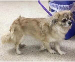 Pekingese-Unknown Mix Dogs for adoption in Riverside, CA, USA