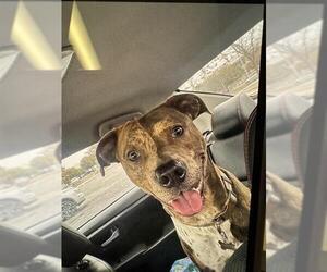 American Staffordshire Terrier-Unknown Mix Dogs for adoption in San Antonio, TX, USA