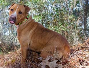 American Pit Bull Terrier-Unknown Mix Dogs for adoption in Brooksville, FL, USA