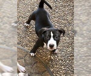American Bulldog-Unknown Mix Dogs for adoption in Lakewood, CO, USA