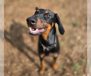 Doberman Pinscher Dogs for adoption in Denver, CO, USA