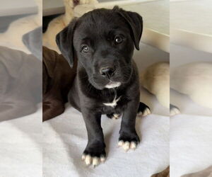 Labrador Retriever-Unknown Mix Dogs for adoption in Bolivar, MO, USA