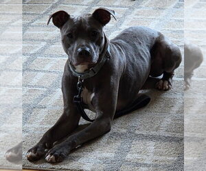 Mutt Dogs for adoption in Hillsboro, NH, USA