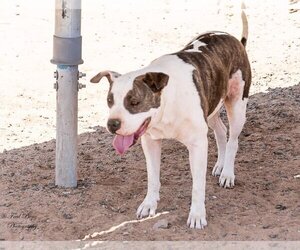 American Pit Bull Terrier-Unknown Mix Dogs for adoption in Phoenix, AZ, USA