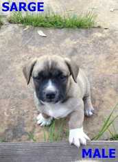 Medium Photo #1 Dachshund Puppy For Sale in San Angelo, TX, USA