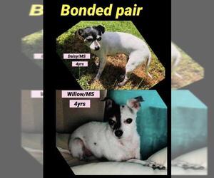 Rat Terrier Dogs for adoption in Columbia, TN, USA