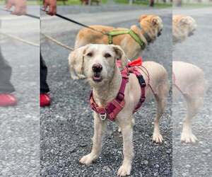 Goldendoodle (Miniature) Dogs for adoption in Lewistown, PA, USA