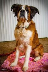 Medium Photo #1 Saint Bernard-Unknown Mix Puppy For Sale in Beloit, WI, USA