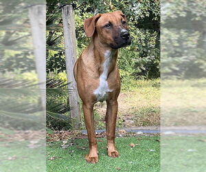 Labrador Retriever-Unknown Mix Dogs for adoption in Mt. Laurel, NJ, USA