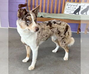 Australian Shepherd-Unknown Mix Dogs for adoption in Genesee, WI, USA