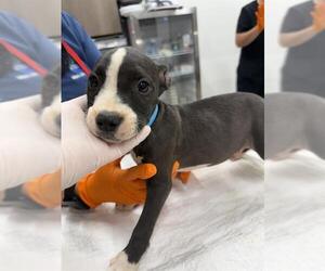 Mutt Dogs for adoption in Baytown, TX, USA